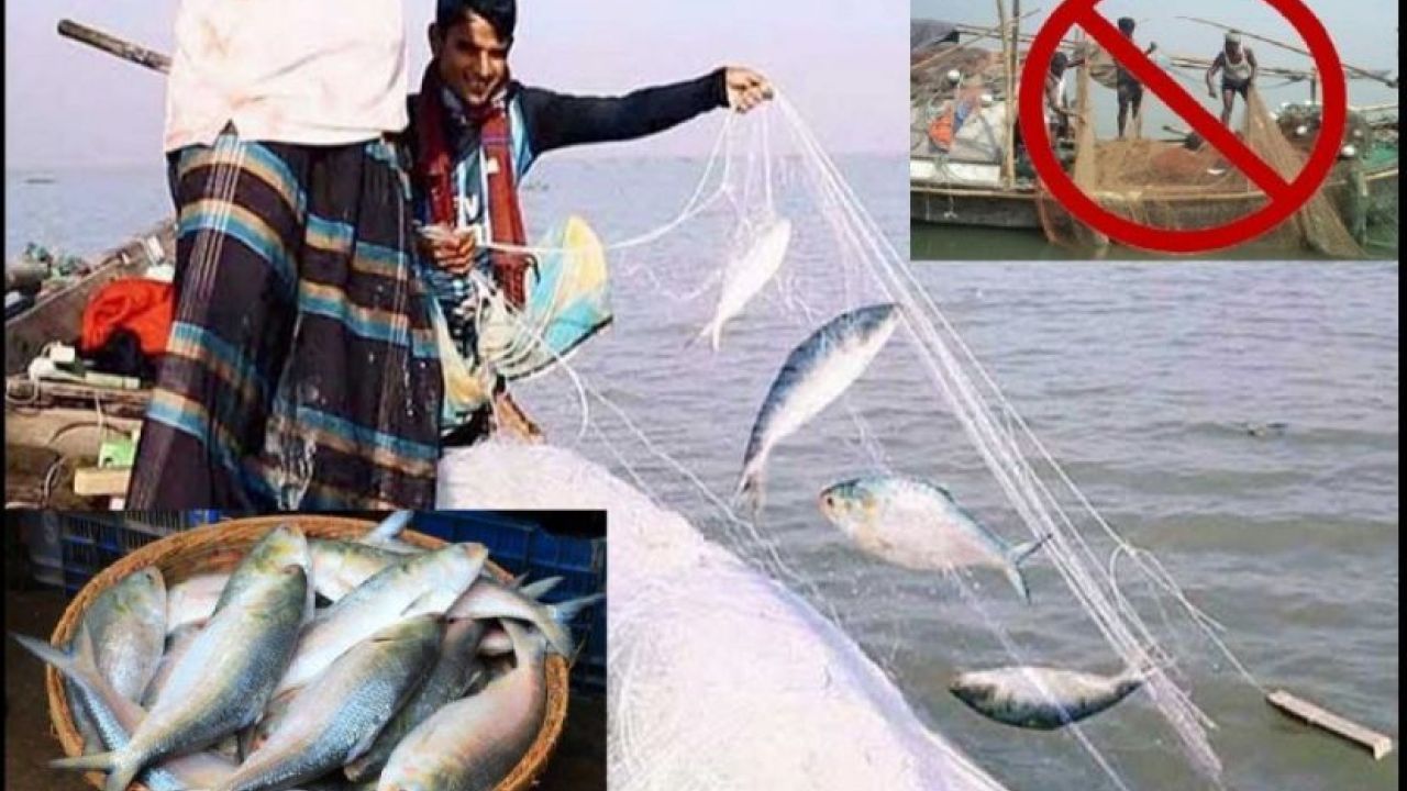 নিষেধাজ্ঞা উপেক্ষা করে হাকিমুদ্দিনে ইলিশ শিকারের অভিযোগ, নজরদারি জোরদারের দাবি